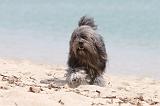 PETIT CHIEN LION 121